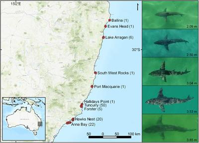 Assessing White Shark (Carcharodon carcharias) Behavior Along Coastal Beaches for Conservation-Focused Shark Mitigation